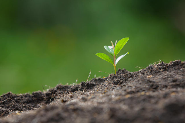 Casabrews Takes a Green Step Forward: Our Commitment to a Sustainable Future
